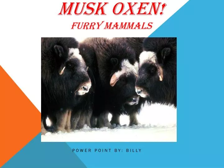 m usk oxen furry mammals