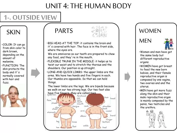 unit 4 the human body