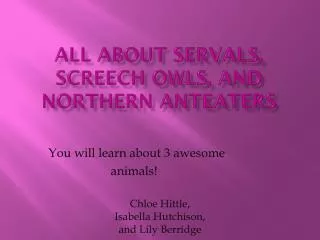 All about servals, screech owls, and northern anteaters