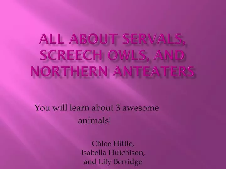 all about servals screech owls and northern anteaters