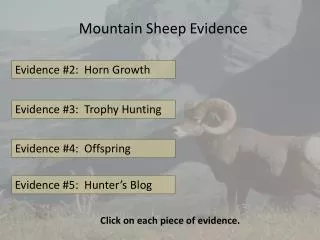 Mountain Sheep Evidence