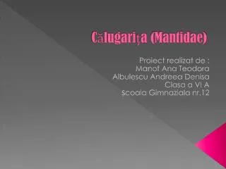 c lugari a mantidae