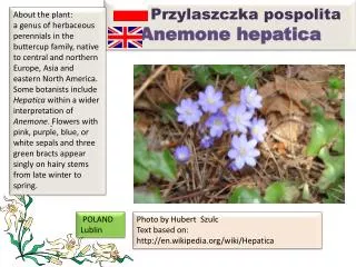 Przylaszczka pospolita Anemone hepatica