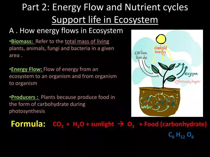 part 2 energy flow and nutrient cycles support life in ecosystem