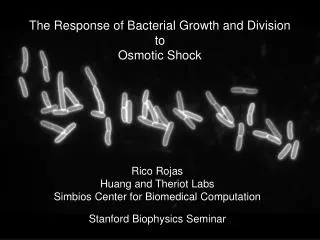 The Response of Bacterial Growth and Division to Osmotic Shock