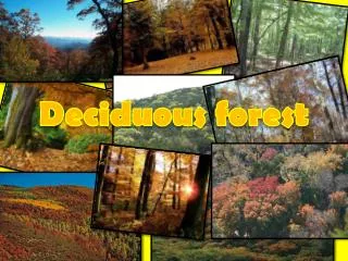 Deciduous forest