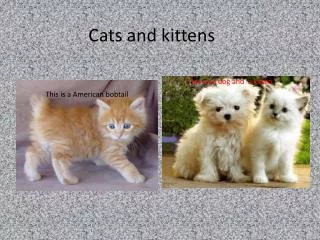 Cats and kittens