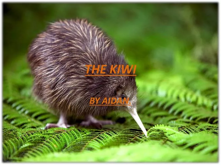 the kiwi