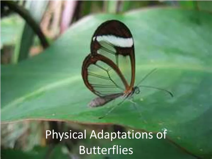 physical adaptations of butterflies