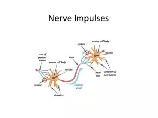 Nerve Impulses