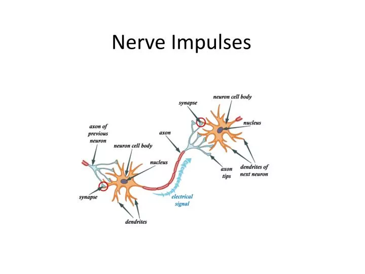 nerve impulses