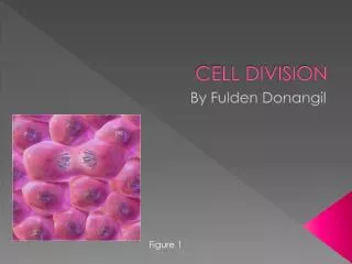 CELL DIVISION