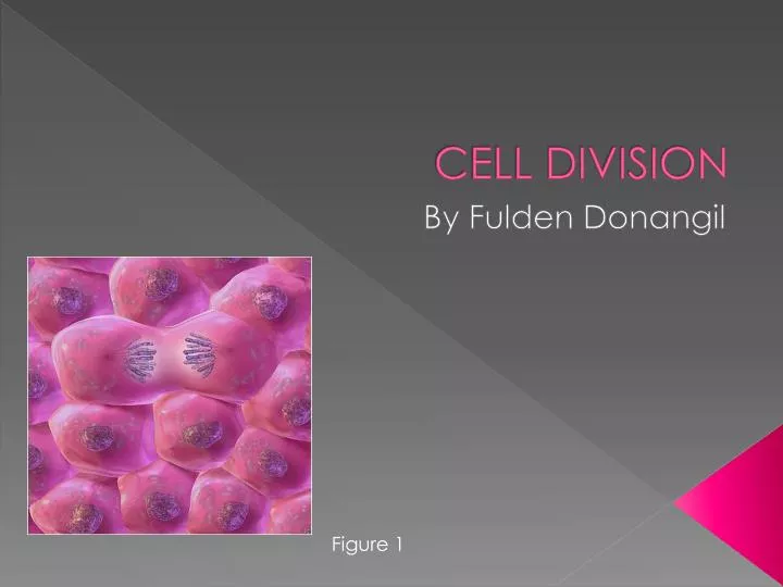 cell division