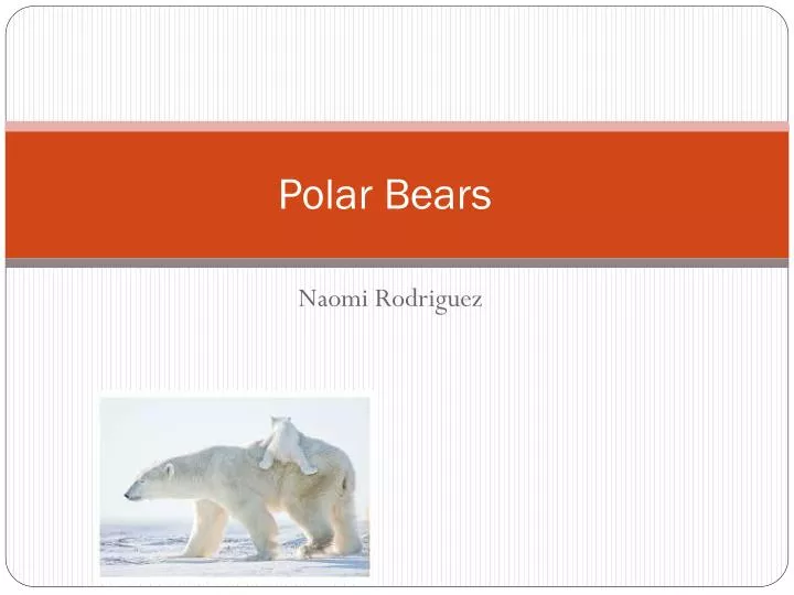 polar bears