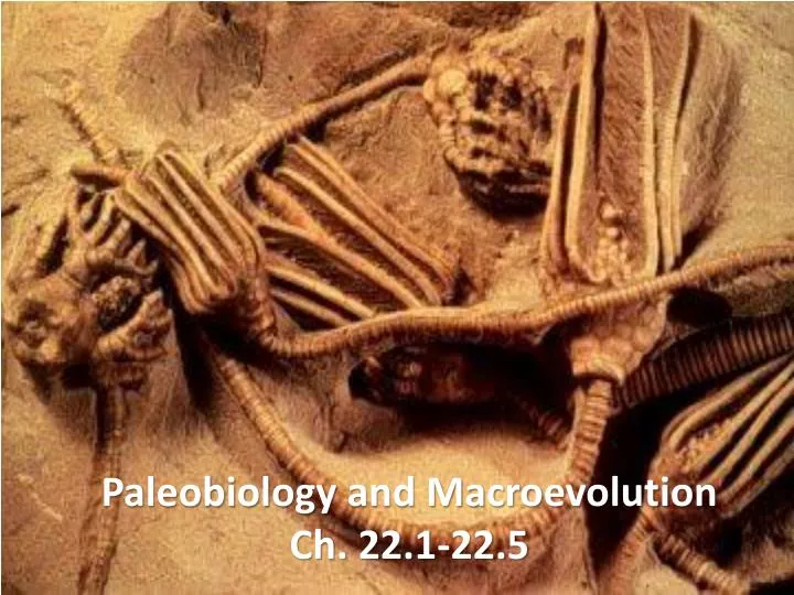 paleobiology and macroevolution ch 22 1 22 5