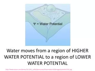 Water moves from a region of HIGHER WATER POTENTIAL to a region of LOWER WATER POTENTIAL