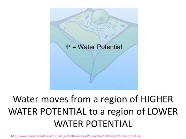 water moves from a region of higher water potential to a region of lower water potential