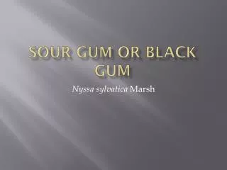 Sour Gum or Black Gum