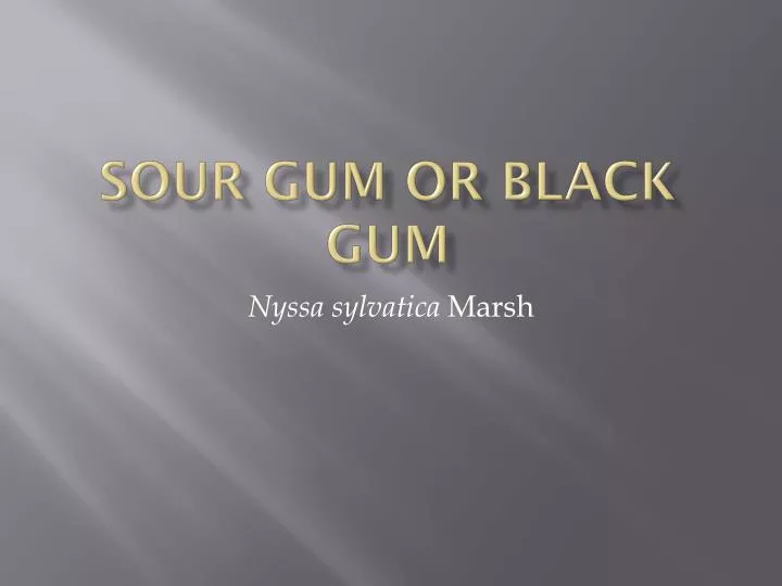 sour gum or black gum