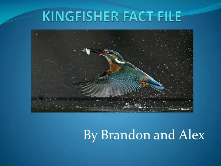 kingfisher fact file