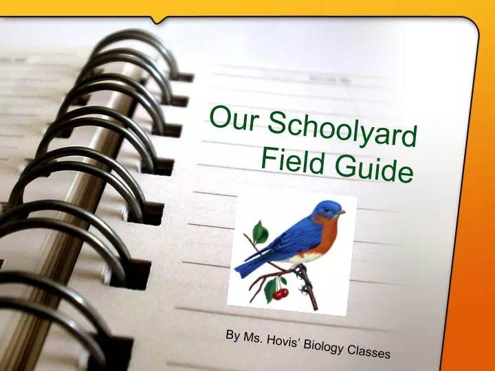 our schoolyard field guide