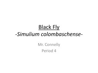Black Fly - Simulium colombaschense -