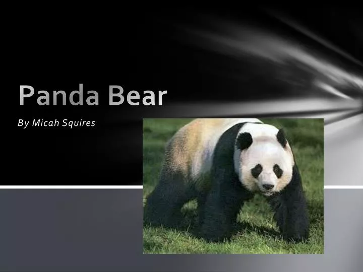 panda b ear