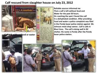 Calf rescued from slaughter house on July 23, 2012