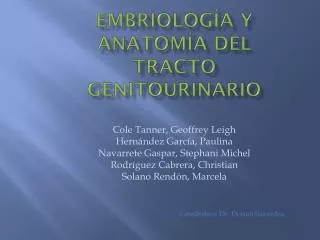 embriolog a y anatom a del tracto genitourinario
