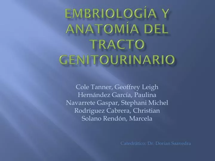 embriolog a y anatom a del tracto genitourinario