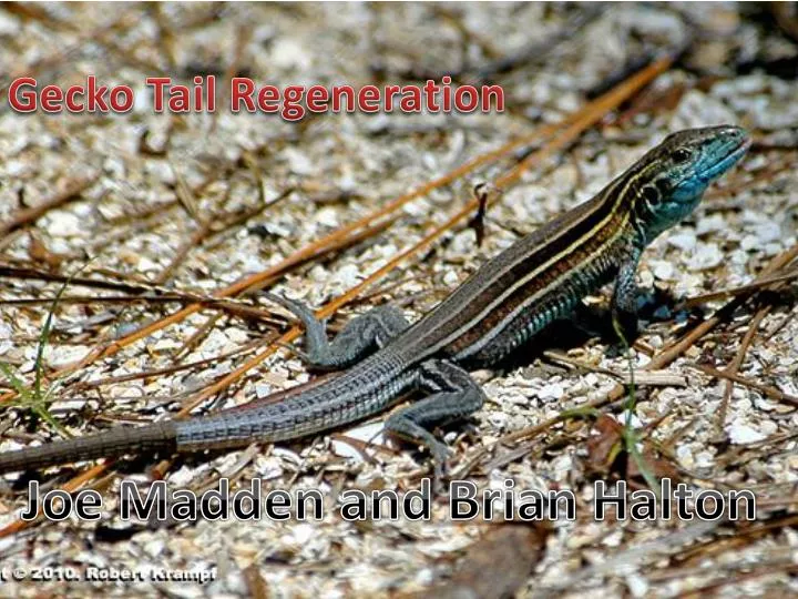gecko tail regeneration