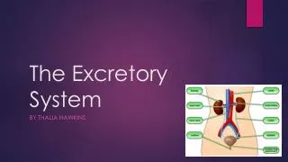 The Excretory System