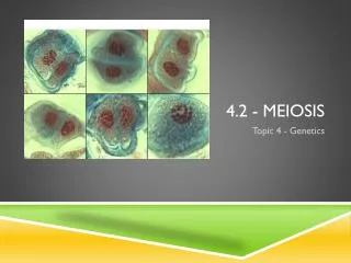 4.2 - Meiosis