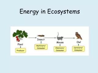 Energy in Ecosystems