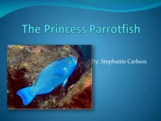 The Princess Parrotfish
