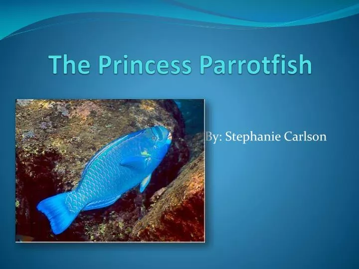 the princess parrotfish