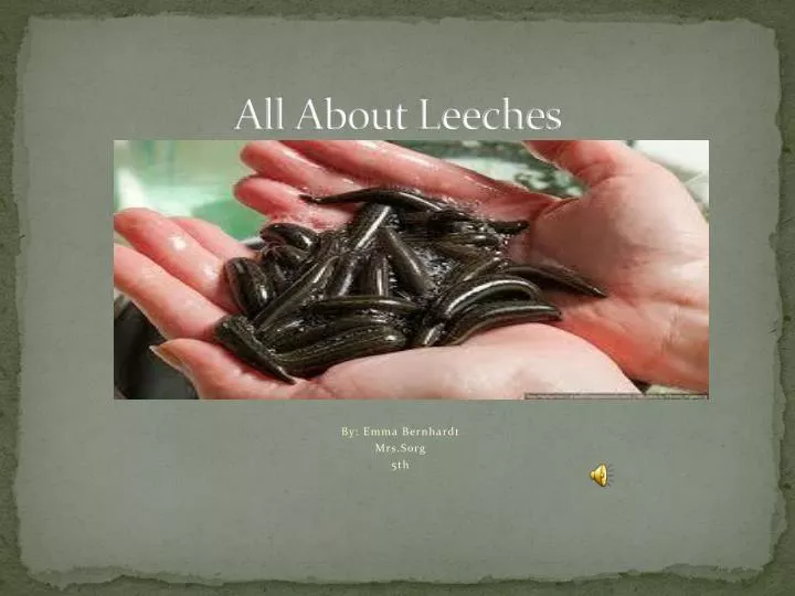 all about leeches