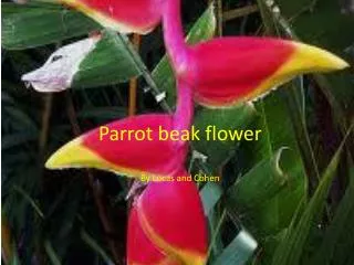 Parrot beak flower By L ucas and Cohen