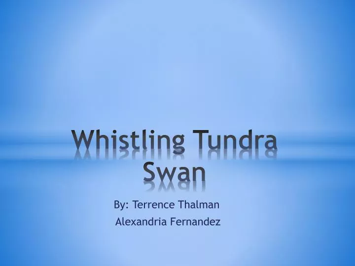 whistling t undra swan
