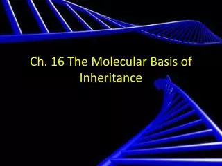 Ch. 16 The Molecular Basis of Inheritance