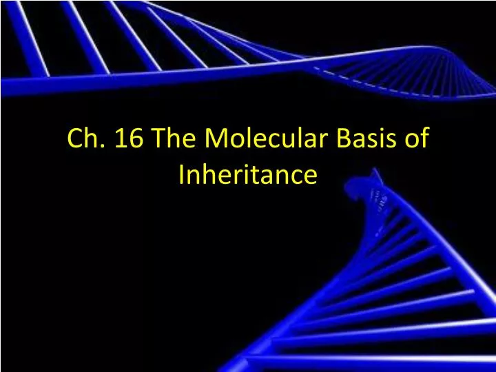 ch 16 the molecular basis of inheritance