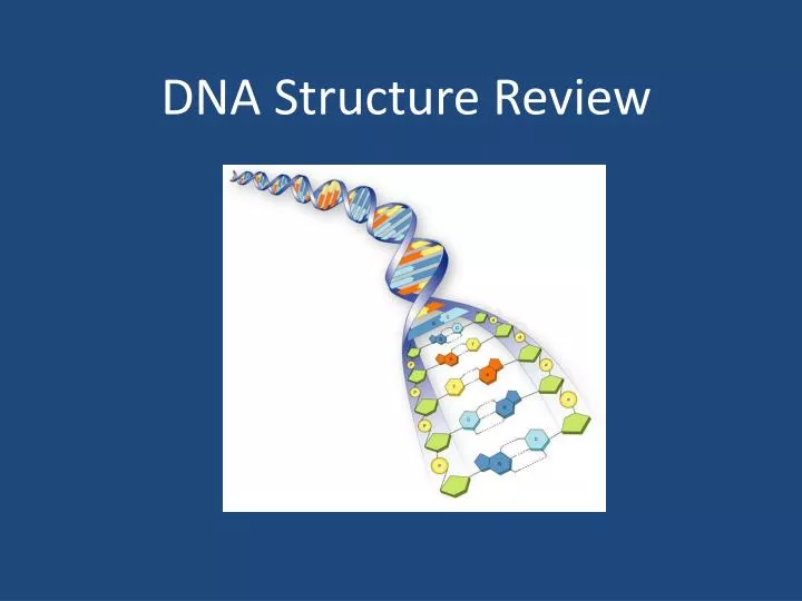 dna structure review