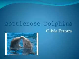 Bottlenose Dolphins