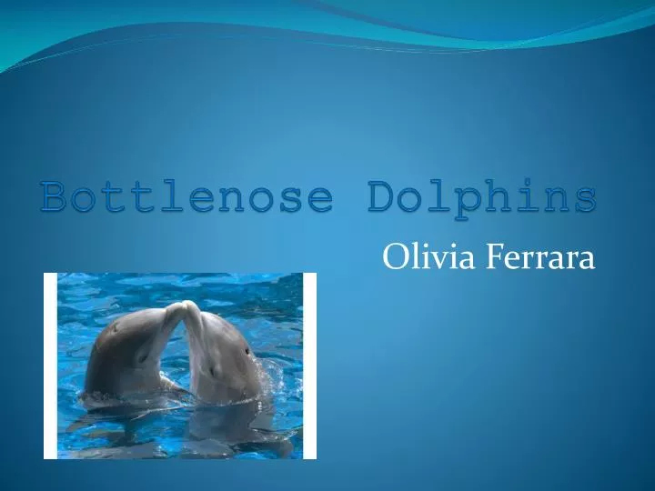 bottlenose dolphins