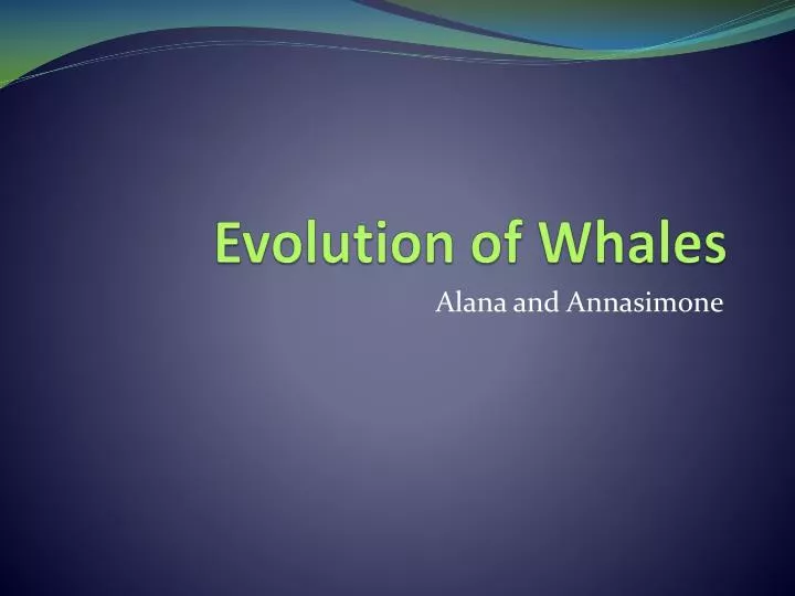 evolution of whales