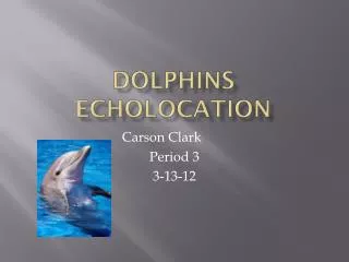 Dolphins Echolocation