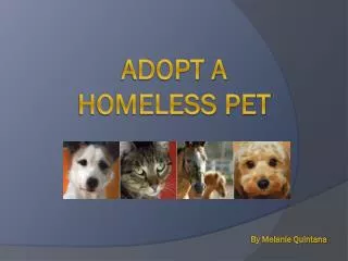 Adopt a homeless pet