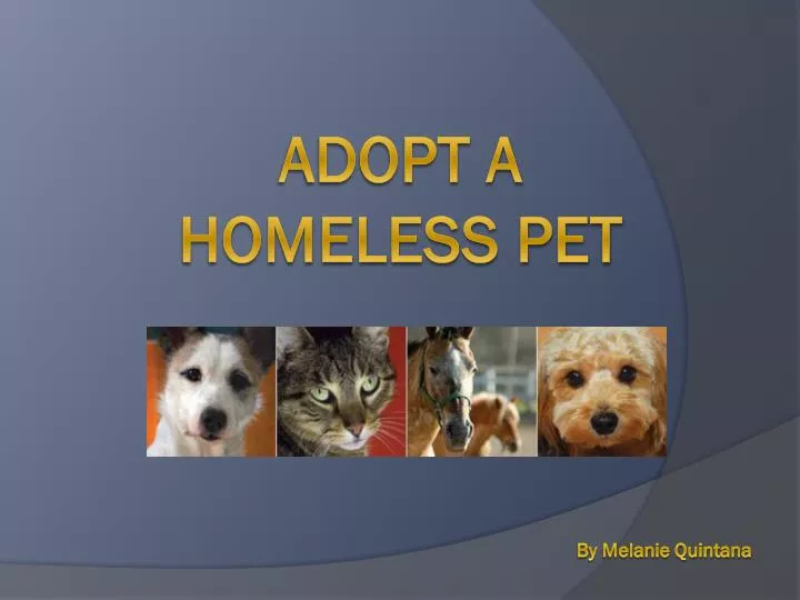 adopt a homeless pet