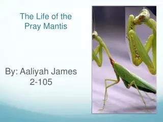 The Life of the Pray Mantis