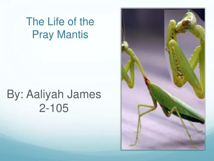 the life of the pray mantis